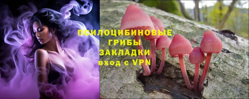 Псилоцибиновые грибы Psilocybine cubensis  Гуково 